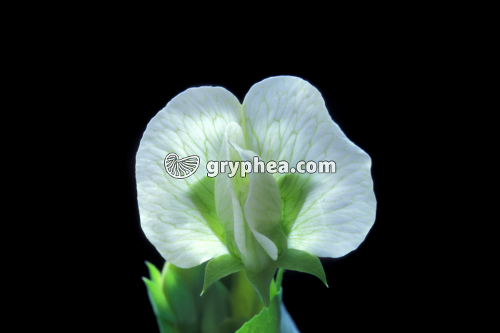 Pois (Pisum sativum) - Fleur entière - gryphea.com